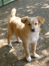 PIPPA, Hund, Mischlingshund in Bulgarien - Bild 4