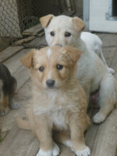 PIPPA, Hund, Mischlingshund in Bulgarien - Bild 7