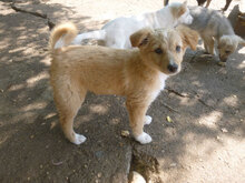 PIPPA, Hund, Mischlingshund in Bulgarien - Bild 8