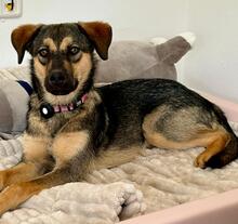 MELODIA, Hund, Mischlingshund in Hannover - Bild 1