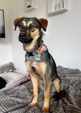 MELODIA, Hund, Mischlingshund in Hannover - Bild 2