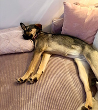 MELODIA, Hund, Mischlingshund in Hannover - Bild 3