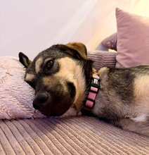 MELODIA, Hund, Mischlingshund in Hannover - Bild 4
