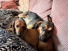 MELODIA, Hund, Mischlingshund in Hannover - Bild 5