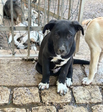 TANCREDI, Hund, Mischling in Italien - Bild 1