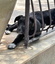 TANCREDI, Hund, Mischling in Italien - Bild 2