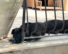 TANCREDI, Hund, Mischling in Italien - Bild 3