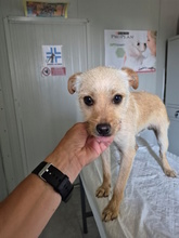 YUNO, Hund, Mischlingshund in Italien - Bild 3