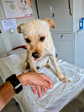 YUNO, Hund, Mischlingshund in Italien - Bild 4