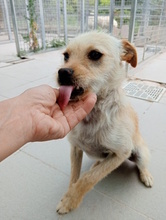 YUNO, Hund, Mischlingshund in Italien - Bild 5