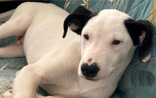 SNOOPY, Hund, Mischlingshund in Italien - Bild 1