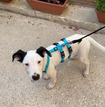 SNOOPY, Hund, Mischlingshund in Italien - Bild 2