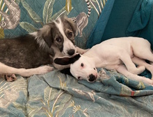 SNOOPY, Hund, Mischlingshund in Italien - Bild 4