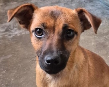YAELI, Hund, Mischlingshund in Italien - Bild 1