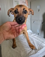 YAELI, Hund, Mischlingshund in Italien - Bild 2