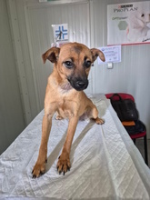 YAELI, Hund, Mischlingshund in Italien - Bild 5