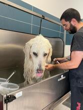 NELLY, Hund, Maremmano-Mix in Italien - Bild 1