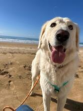 NELLY, Hund, Maremmano-Mix in Italien - Bild 10