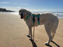 NELLY, Hund, Maremmano-Mix in Italien - Bild 11