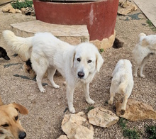 NELLY, Hund, Maremmano-Mix in Italien - Bild 12