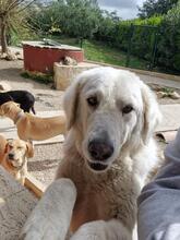 NELLY, Hund, Maremmano-Mix in Italien - Bild 13