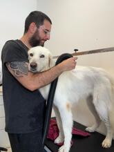 NELLY, Hund, Maremmano-Mix in Italien - Bild 2