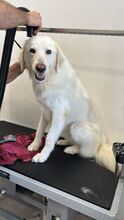 NELLY, Hund, Maremmano-Mix in Italien - Bild 3