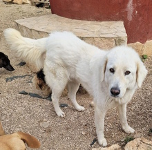 NELLY, Hund, Maremmano-Mix in Italien - Bild 4