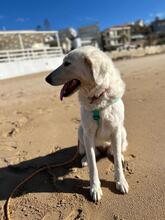 NELLY, Hund, Maremmano-Mix in Italien - Bild 5