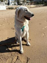 NELLY, Hund, Maremmano-Mix in Italien - Bild 6