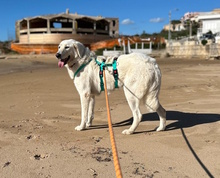 NELLY, Hund, Maremmano-Mix in Italien - Bild 7