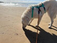 NELLY, Hund, Maremmano-Mix in Italien - Bild 8