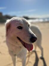 NELLY, Hund, Maremmano-Mix in Italien - Bild 9