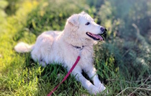 BIANCA, Hund, Maremmano-Mix in Oberhausen - Bild 1