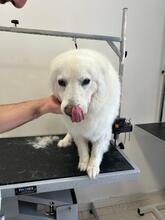BIANCA, Hund, Maremmano-Mix in Oberhausen - Bild 2