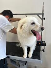 BIANCA, Hund, Maremmano-Mix in Oberhausen - Bild 4