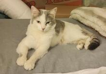 CIRO, Katze, Europäisch Kurzhaar in Königswinter - Bild 1