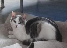 CIRO, Katze, Europäisch Kurzhaar in Königswinter - Bild 11