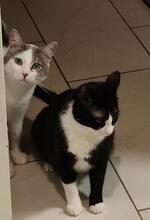 CIRO, Katze, Europäisch Kurzhaar in Königswinter - Bild 12