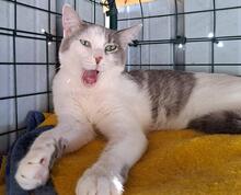 CIRO, Katze, Europäisch Kurzhaar in Königswinter - Bild 14