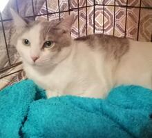 CIRO, Katze, Europäisch Kurzhaar in Königswinter - Bild 16