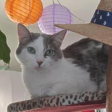 CIRO, Katze, Europäisch Kurzhaar in Königswinter - Bild 2