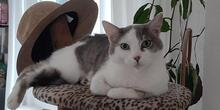 CIRO, Katze, Europäisch Kurzhaar in Königswinter - Bild 3