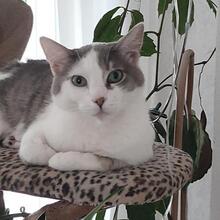CIRO, Katze, Europäisch Kurzhaar in Königswinter - Bild 4