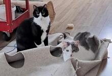 CIRO, Katze, Europäisch Kurzhaar in Königswinter - Bild 5