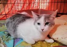 CIRO, Katze, Europäisch Kurzhaar in Königswinter - Bild 7