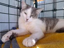 CIRO, Katze, Europäisch Kurzhaar in Königswinter - Bild 8