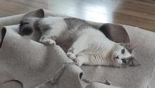 CIRO, Katze, Europäisch Kurzhaar in Königswinter - Bild 9