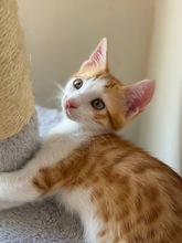 PARKER, Katze, Europäisch Kurzhaar in Zypern - Bild 1