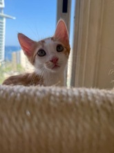 PARKER, Katze, Europäisch Kurzhaar in Zypern - Bild 2